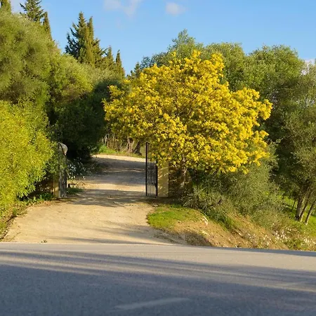 Olivar Gaucin